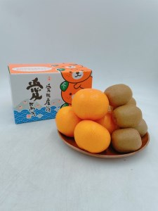 みかん 愛媛 せとかとグリーンキウイのセット 人気 数量限定 柑橘 伊予市｜B107