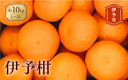 みかん 愛媛 伊予柑 L～2Lサイズ（約10kg） 人気 数量限定 柑橘 伊予市｜B161