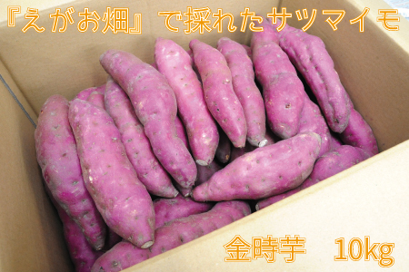 『えがお畑』で採れたサツマイモ金時芋 10kg