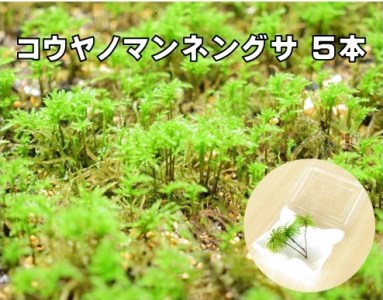 コウヤノマンネングサ [Climacium japonicum] 人工栽培品種 5本