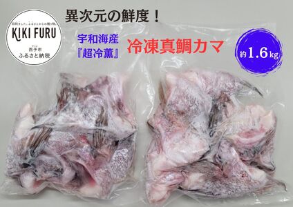 異次元の鮮度！宇和海産『超冷薫』冷凍真鯛カマ　約２kg