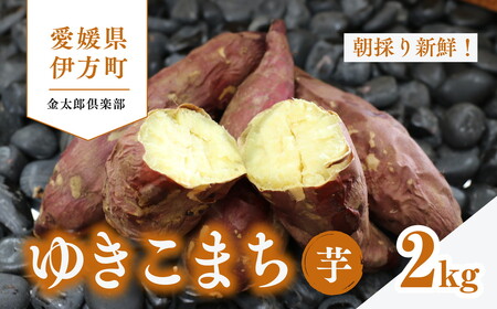 【20セット限定】新品種ゆきこまち　生芋（2kg）