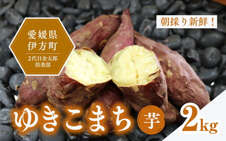 【20セット限定】新品種ゆきこまち　生芋（2kg）