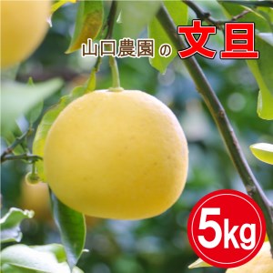 文旦 5kg 発送期間: 3月～4月末  山口農園 愛媛 愛南 柑橘 果物 甘い フルーツ ぶんたん