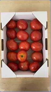 高知市産　ご家庭用フルーツトマト約1kg