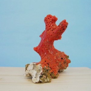 珊瑚職人館の珊瑚の原木・拝見・置物18 