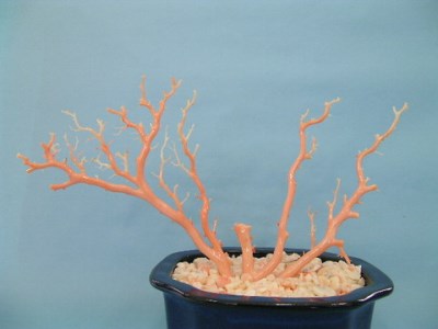 珊瑚職人館の珊瑚の原木・拝見・置物12