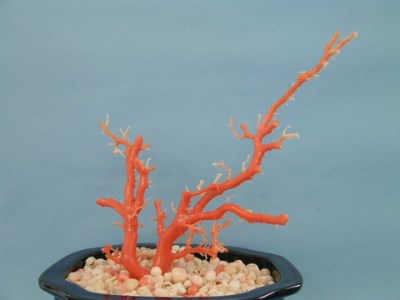 珊瑚職人館の珊瑚の原木・拝見・置物13