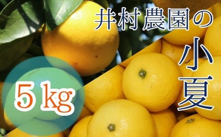 井村農園の小夏（５kg）日向夏 みかん 柑橘 フルーツ こなつ ﾆｭｰｻﾏｰｵﾚﾝｼﾞ 先行予約【R00357】