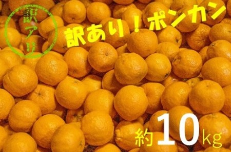 【訳あり】ぽんかん10㎏（オレンジ園）デコポンの親 みかん 柑橘 フルーツ 先行予約【R00398】