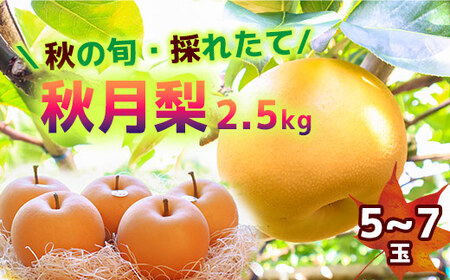 【2024年収穫】森本果樹園の秋月梨 2.5㎏（5～7玉）