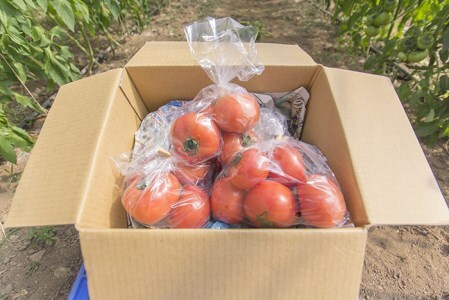 0072702 そらの訳ありトマト（約１.２kg）