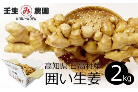 生姜 しょうが 農家直送 高知県産 ショウガ 生姜 こだわりの低農薬「囲い生姜」 2kg