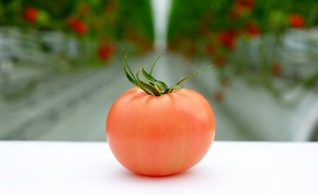 【先行予約】受付4か月で800件超え四万十産トマト「凛と」Fbg-003