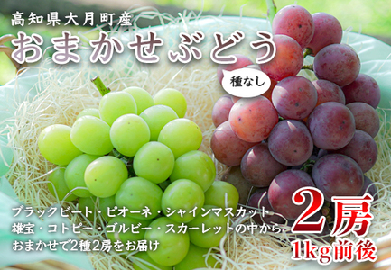 【高知県 大月町産】松田ぶどう園　種なしブドウ2房(1kg)