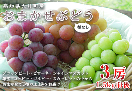 【高知県 大月町産】松田ぶどう園　種なしブドウ3房(1.5kg)