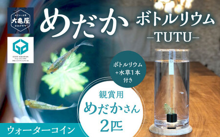 めだかボトルリウム-TUTU- 【水草(ウォーターコイン)】