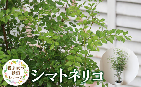チーム田主丸『我が家の緑樹』シリーズ　【シマトネリコ】_Hf021