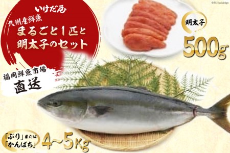 九州産鮮魚まるごと１匹と明太子のセット