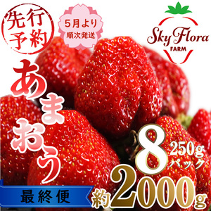 M571-3 あまおう 限定 いちご 苺 イチゴ 合計約2000g 約250g×8