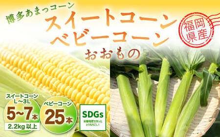 【2024年6月上旬発送開始】福岡県産 SDGs米糠堆肥で作ったメロンより甘い「博多あまっコーン(おおもの)」2.2kg以上とベビーコーン25本のセット