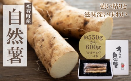【福智町産】オラの自然薯(カットもの 約600g）