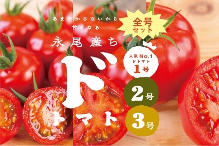 【人気セット】永尾産ちドトマト1〜3号：B032-017