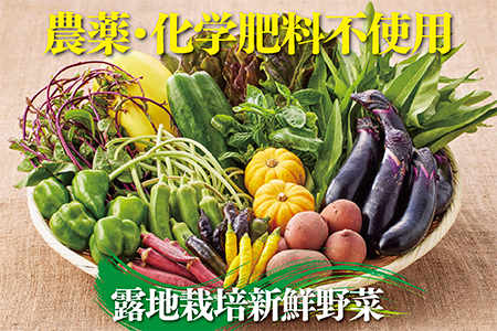 佐賀産季節の旬野菜10種類（農薬・化学肥料不使用）：B013-027