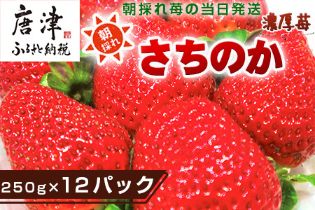 濃厚苺 さちのか 250g×12パック(合計3kg) 濃厚いちご 苺 イチゴ 果物 フルーツ ビタミン