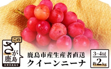 【先行予約】【朝採れ新鮮】ぶどう クイーンニーナ 約2kg（2024年8月下旬から出荷）佐賀県鹿島市産 フルーツ 果物 ぶどう ブドウ 葡萄 C-39