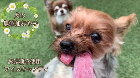FB137_【5月～9月発送】犬の無添加おやつ☆お砂糖不使用無添加アイスキャンディ