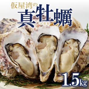 仮屋湾の真牡蠣 1.5kg【殻付き】（4月配送）