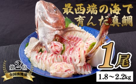 日本本土最西端の海で育った高級真鯛