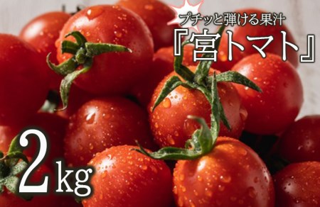 プチッと弾ける果汁「宮トマト」2kg[AHCG012]