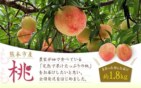 【2024年5月下旬発送開始】熊本市産 桃 約1.8kg 季節の品種をお届け 果物 フルーツ モモ