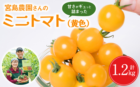 ミニトマト (黄色) 1.2kg 八代市産 宮島農園
