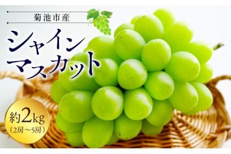 菊池市産 シャインマスカット 約2kg（2房～5房）ぶどう 葡萄 果物