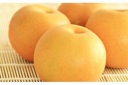 菊池市産 豊水梨 約5kg なし 果物【2021年8月上旬～順次発送予定】