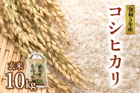 令和5年産 阿蘇のお米 コシヒカリ10kg 1袋 玄米