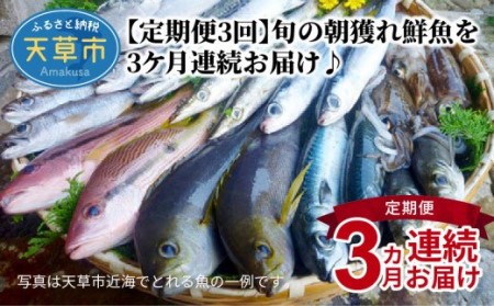 S059-T01A_【定期便3回】旬の朝獲れ鮮魚を3ケ月連続お届け♪