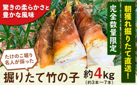 【2025年3月先行予約】熊本県 御船町 掘りたて たけのこ 4kg タケノコ 竹の子 冷蔵 ギフト グルメ 野菜 お祝い 春 筍《2025年3月上旬-4月下旬頃出荷》 有限会社ニシムラ
