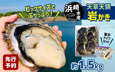 浜崎水産の天草天領岩かき 約1.5kg