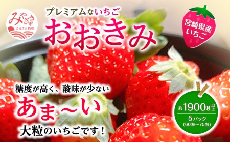宮崎県産 イチゴ おおきみ 5パック(約1,900g以上:60粒～75粒程度) いちご 苺 果物 先行予約 期間・数量限定