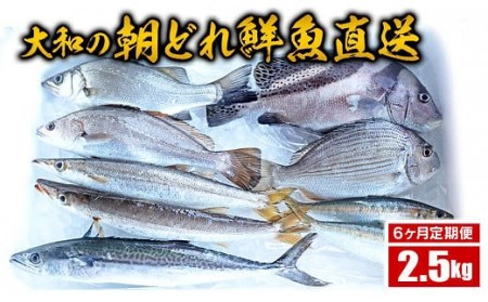 【6ヶ月定期便】大和海商の朝どれ鮮魚直送定期便　2.5kg　N072-ZE034