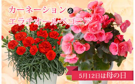【先行受付】2024年の母の日に！カーネーション＆エラチオールベゴニア フラワーセット お花のプレゼント　特番375
