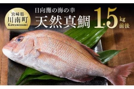 『日向灘の海の幸』天然真鯛（活き締め）【鮮魚 さかな 刺身 煮つけ 九州 宮崎 川南町 新鮮 魚介 たい】