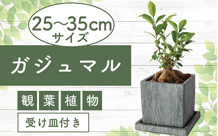 【観葉植物】ガジュマル 25cm～45cm　(Green Base/A-139)