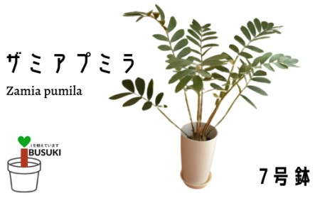 【観葉植物】ザミアプミラ　7号サイズ(前園植物園/024-083)