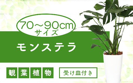 【観葉植物】モンステラ70cm～90cm(緑の中道/025-1486)南国 鹿児島 で育った 観葉植物 ! ギフト に 人気の 観葉植物