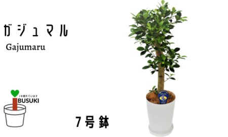 【観葉植物】ガジュマル7号(鎌ヶ迫園芸場/T-025)